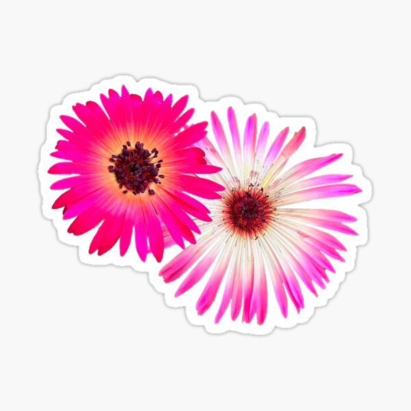 Cleretum blossoms Sticker