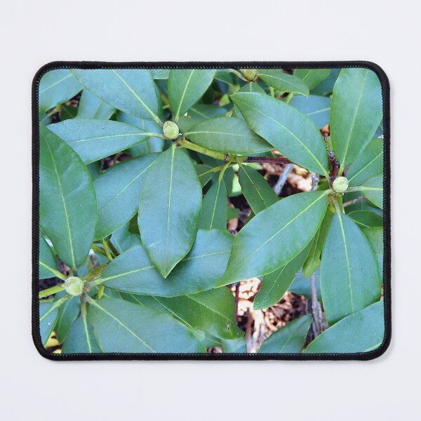 Item preview, Three Rhododendron Buds Waiting designed and sold by gistinker.
