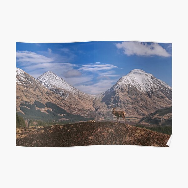 Red Deer Stag Glen Etive, Scottish Highlands. Poster