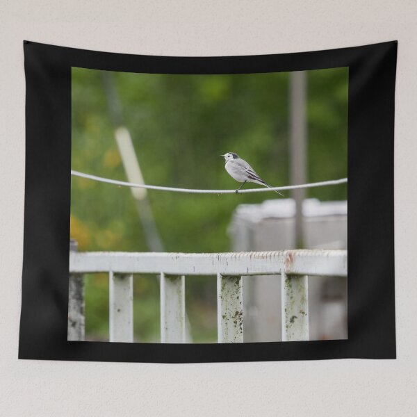 Item preview, On line today. White wagtail designed and sold by Jouko Lehto Photography.