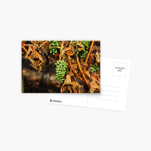 Smoky Overtones Postcard