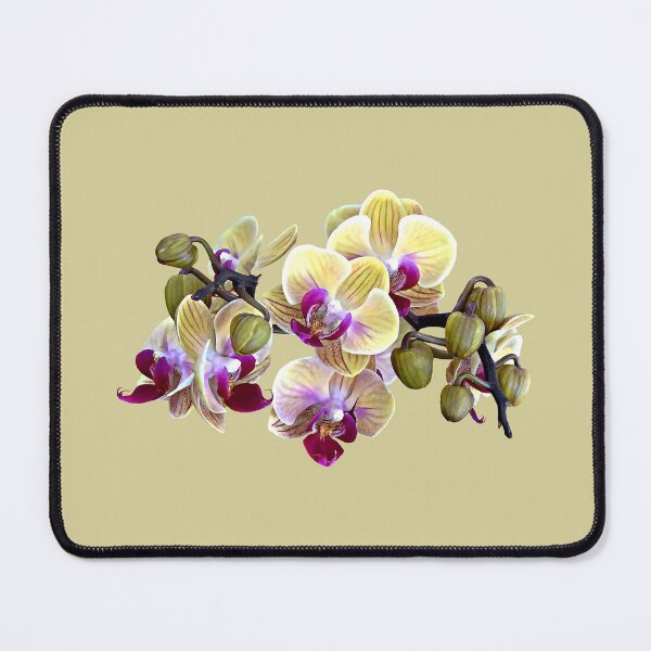 Item preview, Pale Yellow and Magenta Phalaenopsis Orchids designed and sold by Susan Savad.