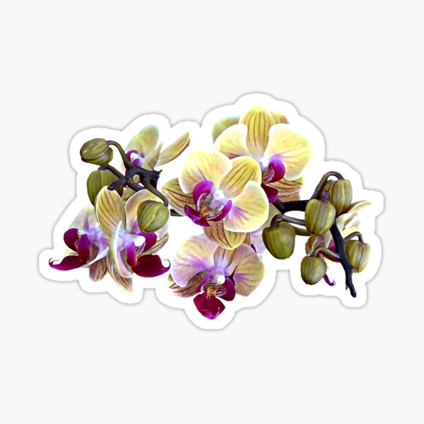 Item preview, Pale Yellow and Magenta Phalaenopsis Orchids designed and sold by Susan Savad.