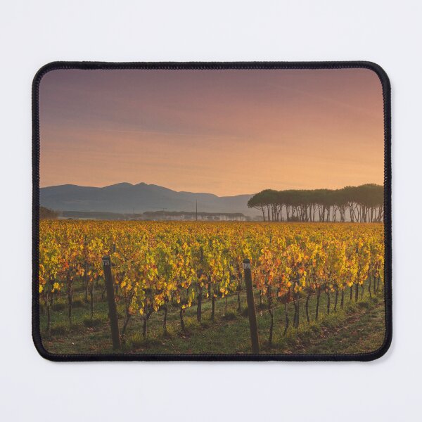 Item preview, Bolgheri vineyard, and pine trees group at sunrise. Tuscany designed and sold by Stefano Orazzini.