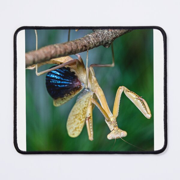 Item preview, Mantis Threat Display designed and sold by TUmantis.