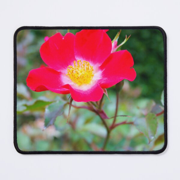 Item preview, The rose designed and sold by SunsetFirefly.