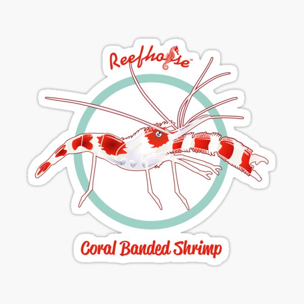 Coral Banded Shrimp Sticker