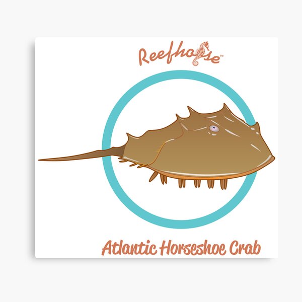 Atlantic Horseshoe Crab - Signed Fine Art Print - inkart