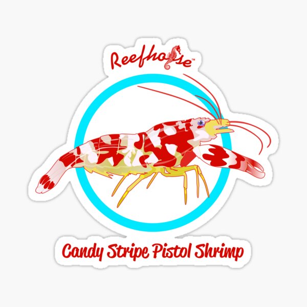 Item preview, Candy Stripe Pistol Shrimp designed and sold by KaplanCrypto.