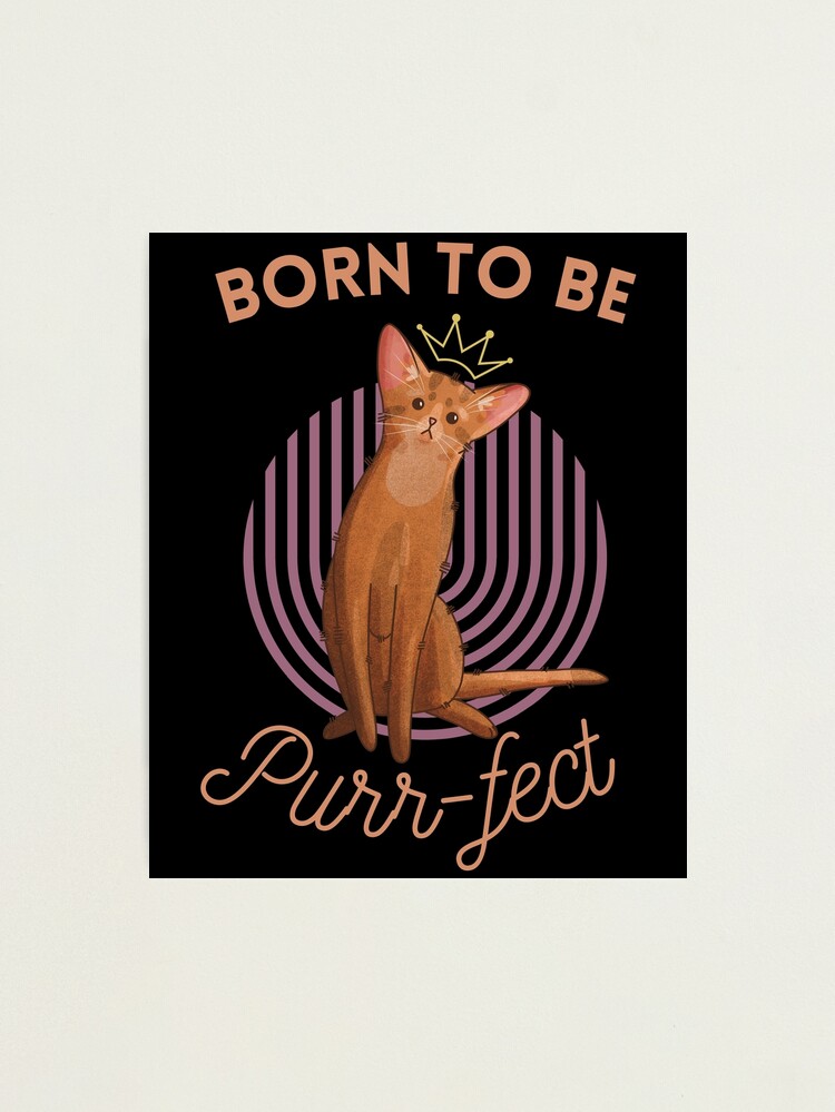 Photographic Print, Born to be Purr-fect - Abyssinian Cat - Gifts for cat lovers designed and sold by FelineEmporium