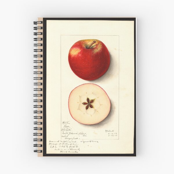 Item preview, Pomological Watercolor of Rome Apple (Malus domestica) designed and sold by Amanda1775.