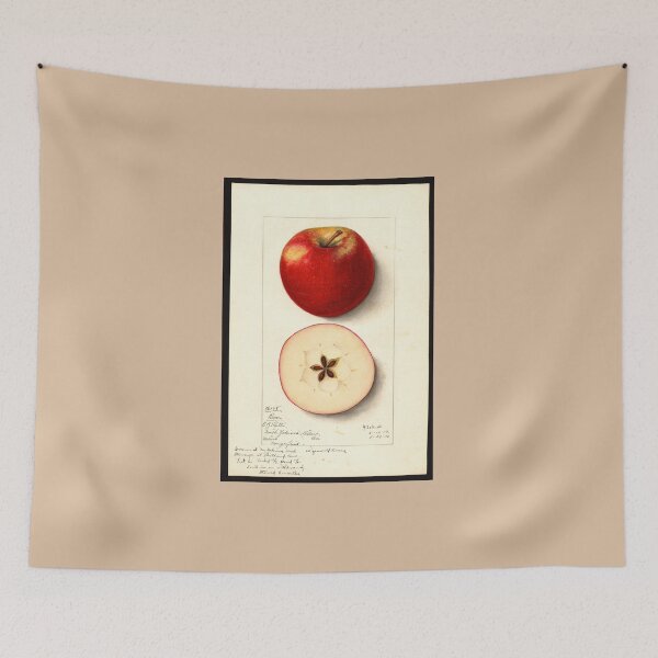 Item preview, Pomological Watercolor of Rome Apple (Malus domestica) designed and sold by Amanda1775.