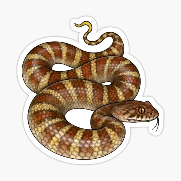 Item preview, Death Adder designed and sold by miss-varanus.