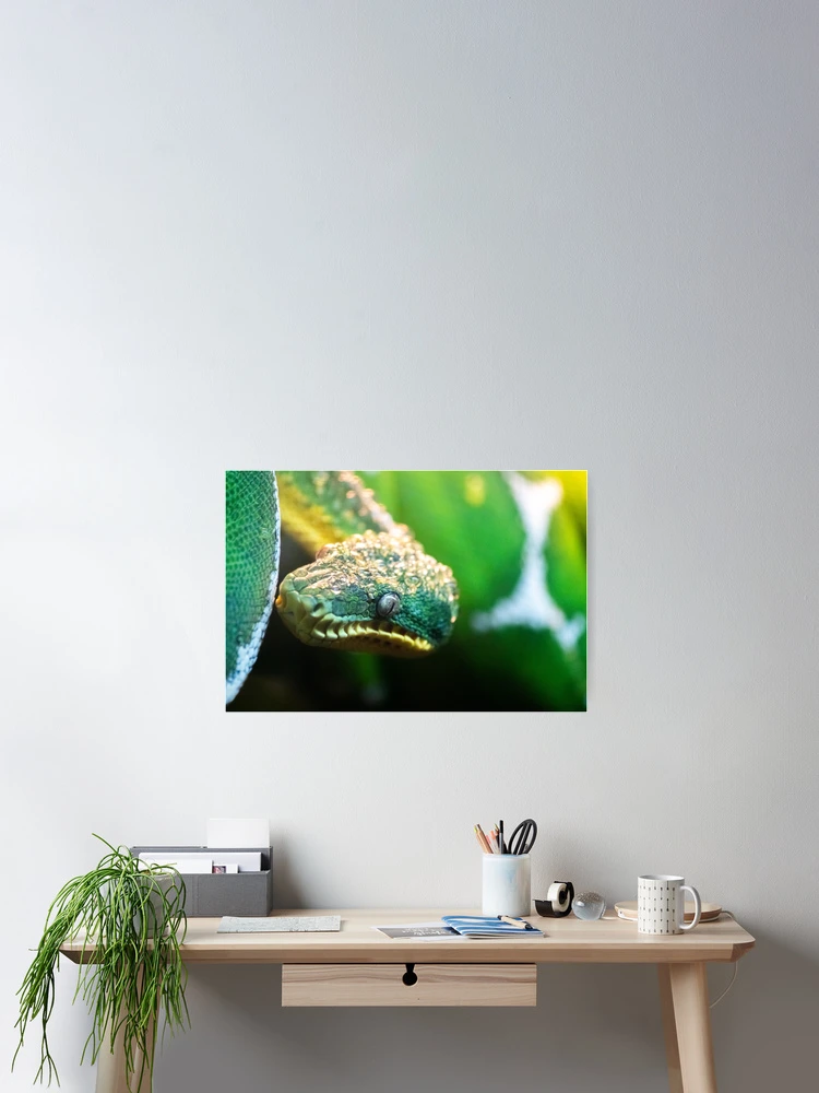 Thumbnail 2 of 3, Poster, Green Tree Python designed and sold by DoubleDownRB.