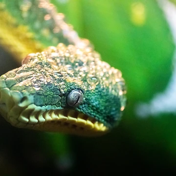 Artwork thumbnail, Green Tree Python by DoubleDownRB
