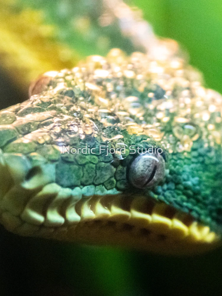 Thumbnail 4 of 4, iPhone Case, Green Tree Python designed and sold by DoubleDownRB.
