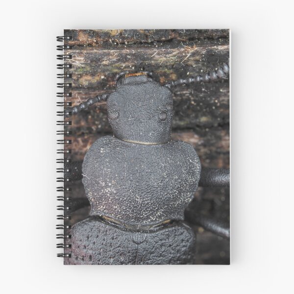 Item preview, Darkling beetle designed and sold by SDym Photography.