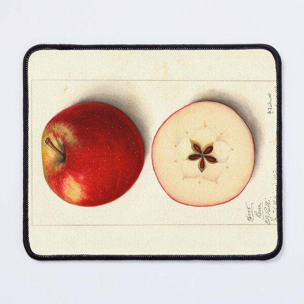 Item preview, Pomological Watercolor of Rome Apple (Malus domestica) designed and sold by Amanda1775.