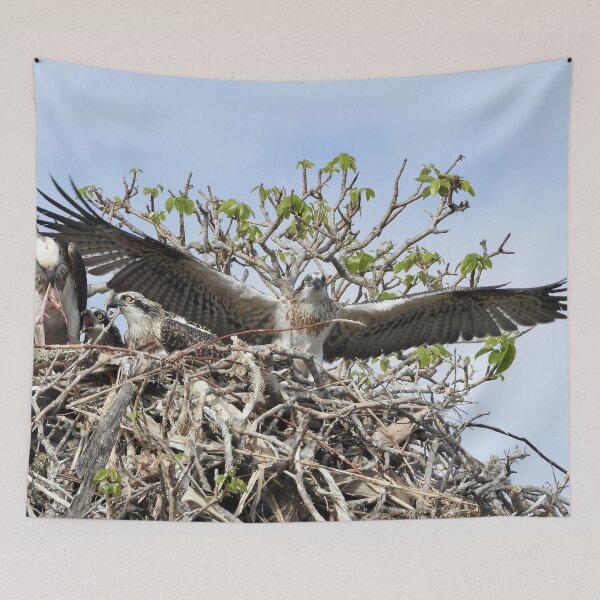 Item preview, Young Osprey learning to fly designed and sold by Mark Grimsley.
