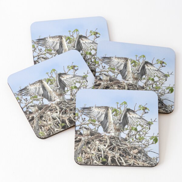 Item preview,  Young Osprey trying to fly designed and sold by Mark Grimsley.