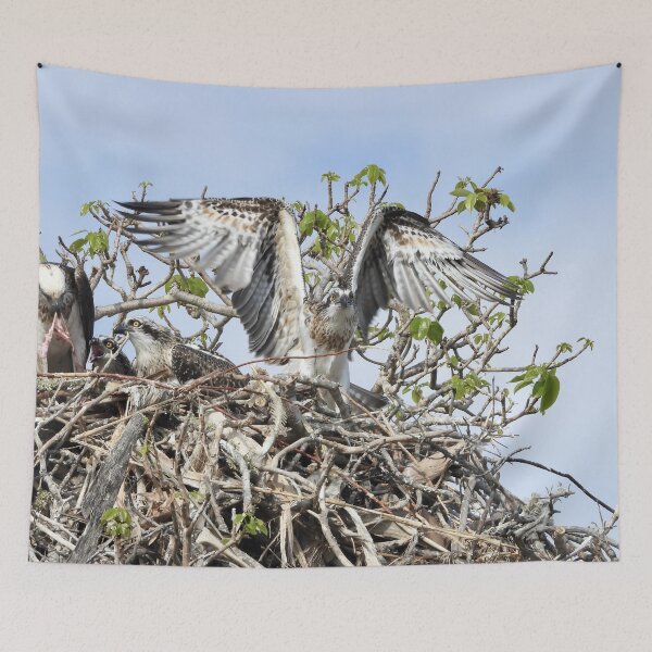 Item preview,  Young Osprey trying to fly designed and sold by Mark Grimsley.