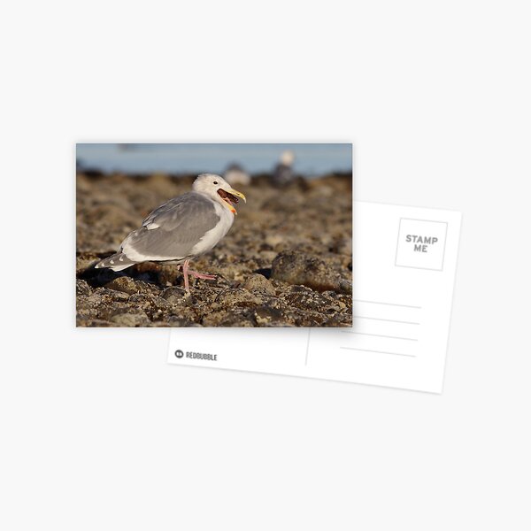 Seastar Supper Postcard