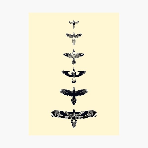 Australian Birds Photographic Print