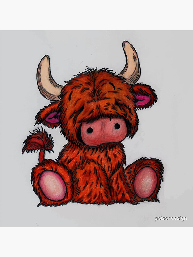 cuddly highland cow