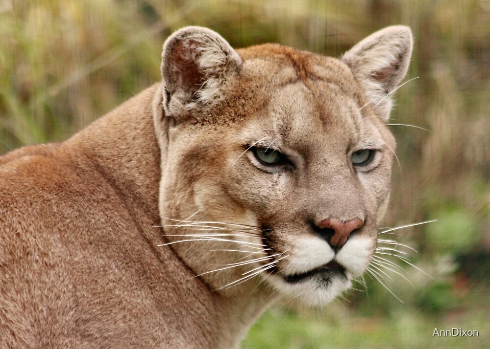 is a puma a mountain lion