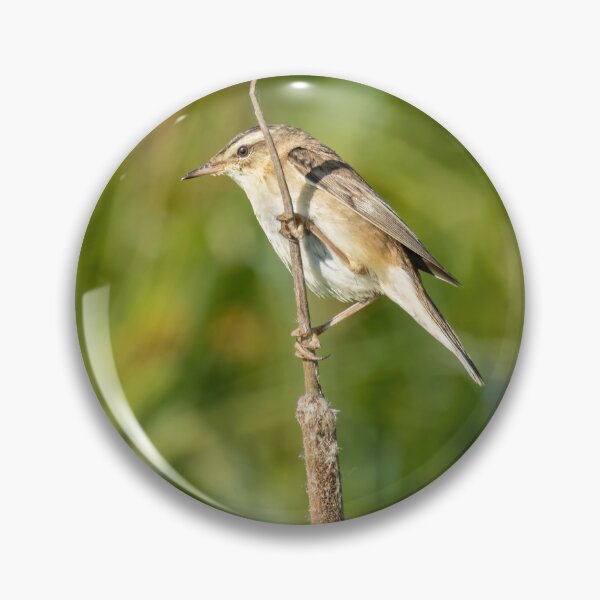 Item preview, Sedge Warbler designed and sold by UKMatt2000.