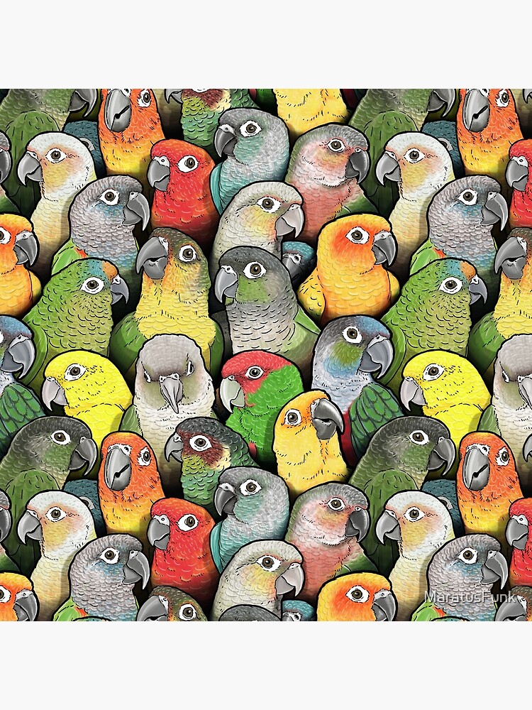 Colour of Conures by MaratusFunk