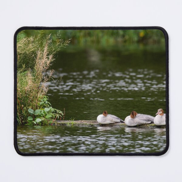 Item preview, Trio Ti Red. Common merganser designed and sold by Jouko Lehto Photography.