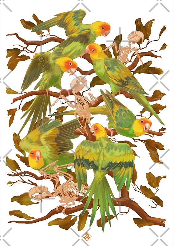 The Extinction Of The Carolina Parakeet By Iker Paz Studio Redbubble