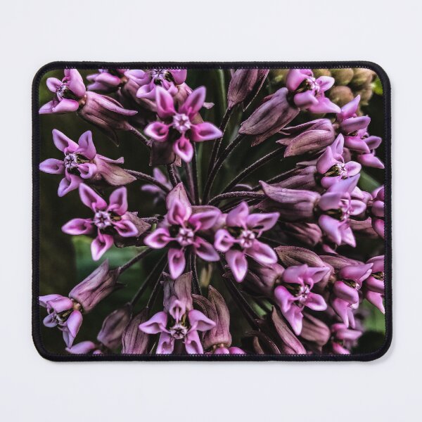 Item preview, Purple milkweed designed and sold by scleverfarm.