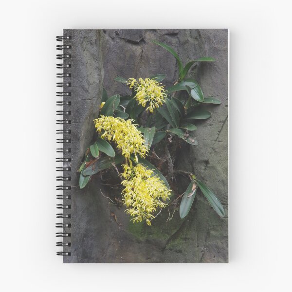Item preview, Buruwan Eora, Rock Orchid designed and sold by lezvee.