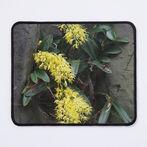 Item preview, Buruwan Eora, Rock Orchid designed and sold by lezvee.