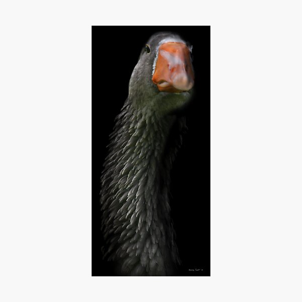 Goose Neck Photographic Print