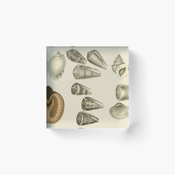 Item preview, Seashells designed and sold by Tetsuya-Yui.