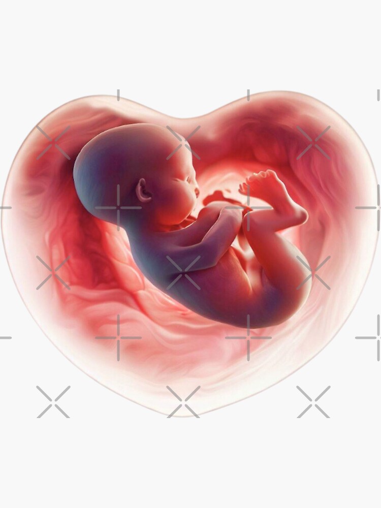 Baby foetus heart shape womb