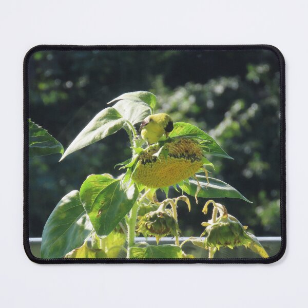 Item preview, American Goldfinch Enjoying Sunflower Seeds designed and sold by Monica-Stroud.