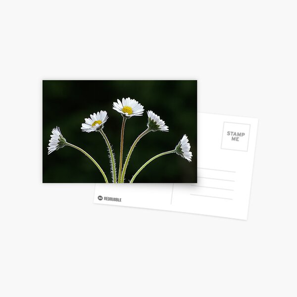 Five Daisies Postcard