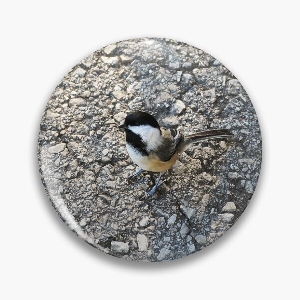 Item preview, Black-capped Chickadee Below Me Waiting For a Snack. designed and sold by BackyardBirder.