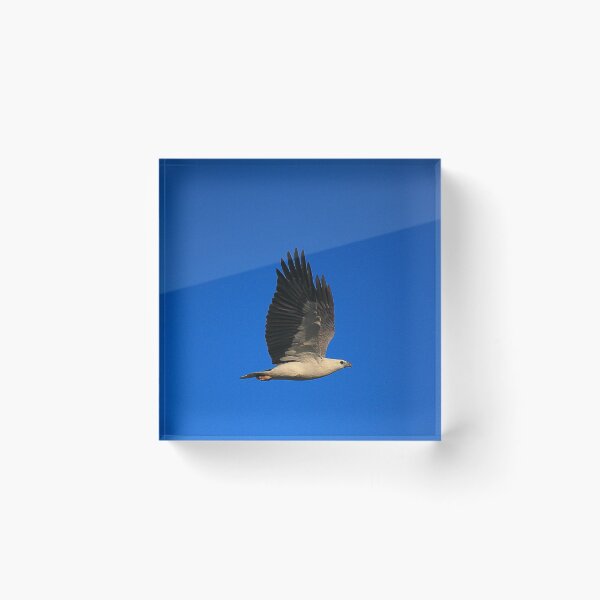 Item preview, white-bellied sea eagle. bicheno, tasmania designed and sold by bodhiimages.