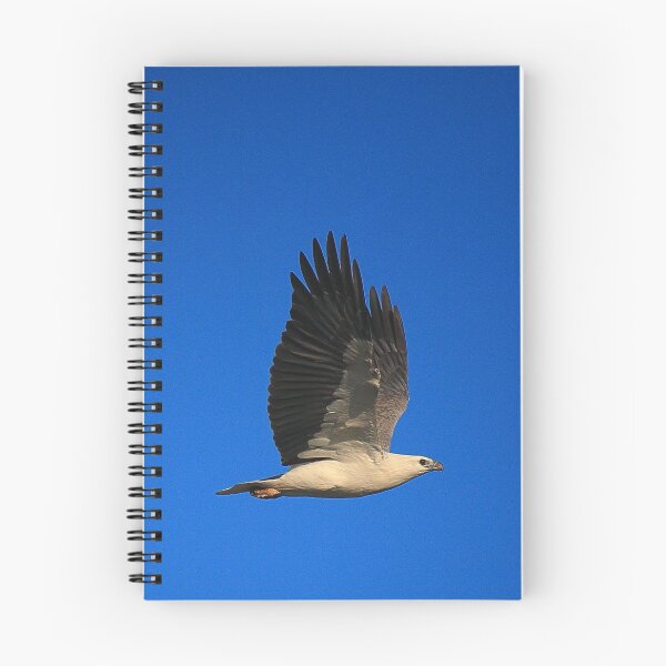 Item preview, white-bellied sea eagle. bicheno, tasmania designed and sold by bodhiimages.