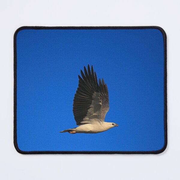 Item preview, white-bellied sea eagle. bicheno, tasmania designed and sold by bodhiimages.