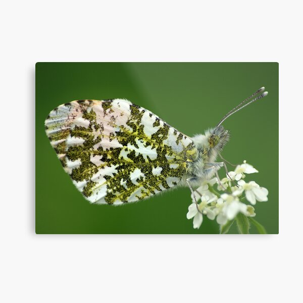 Orange Tip Butterfly Metal Print