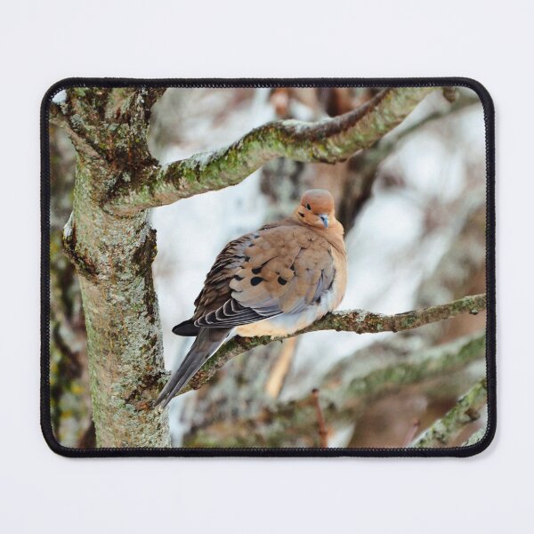 Item preview, Mourning Dove Staring At The Camera designed and sold by BackyardBirder.