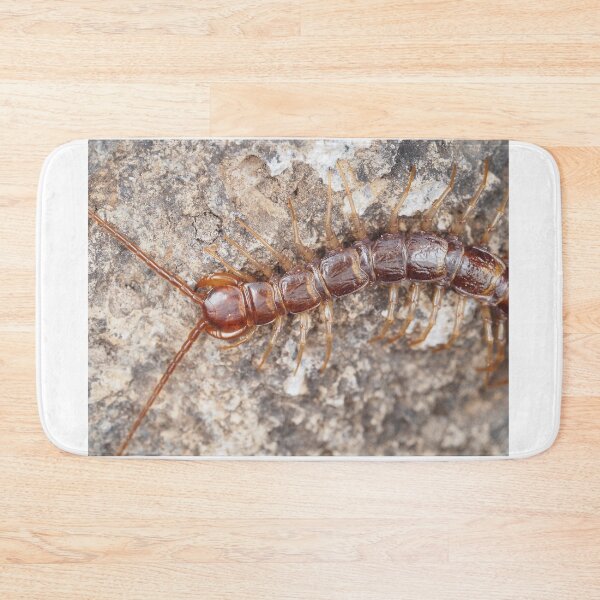 Item preview, Stone centipede designed and sold by SDym Photography.