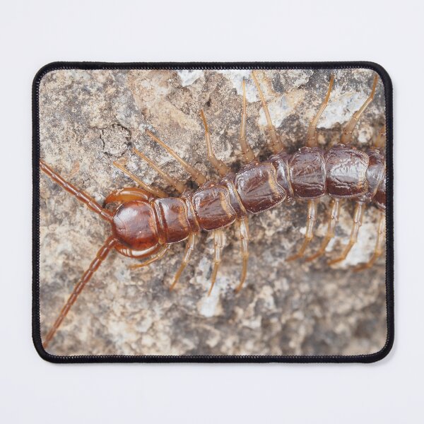 Item preview, Stone centipede designed and sold by SDym Photography.