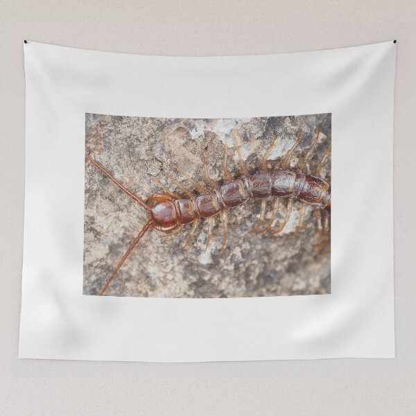 Item preview, Stone centipede designed and sold by SDym Photography.